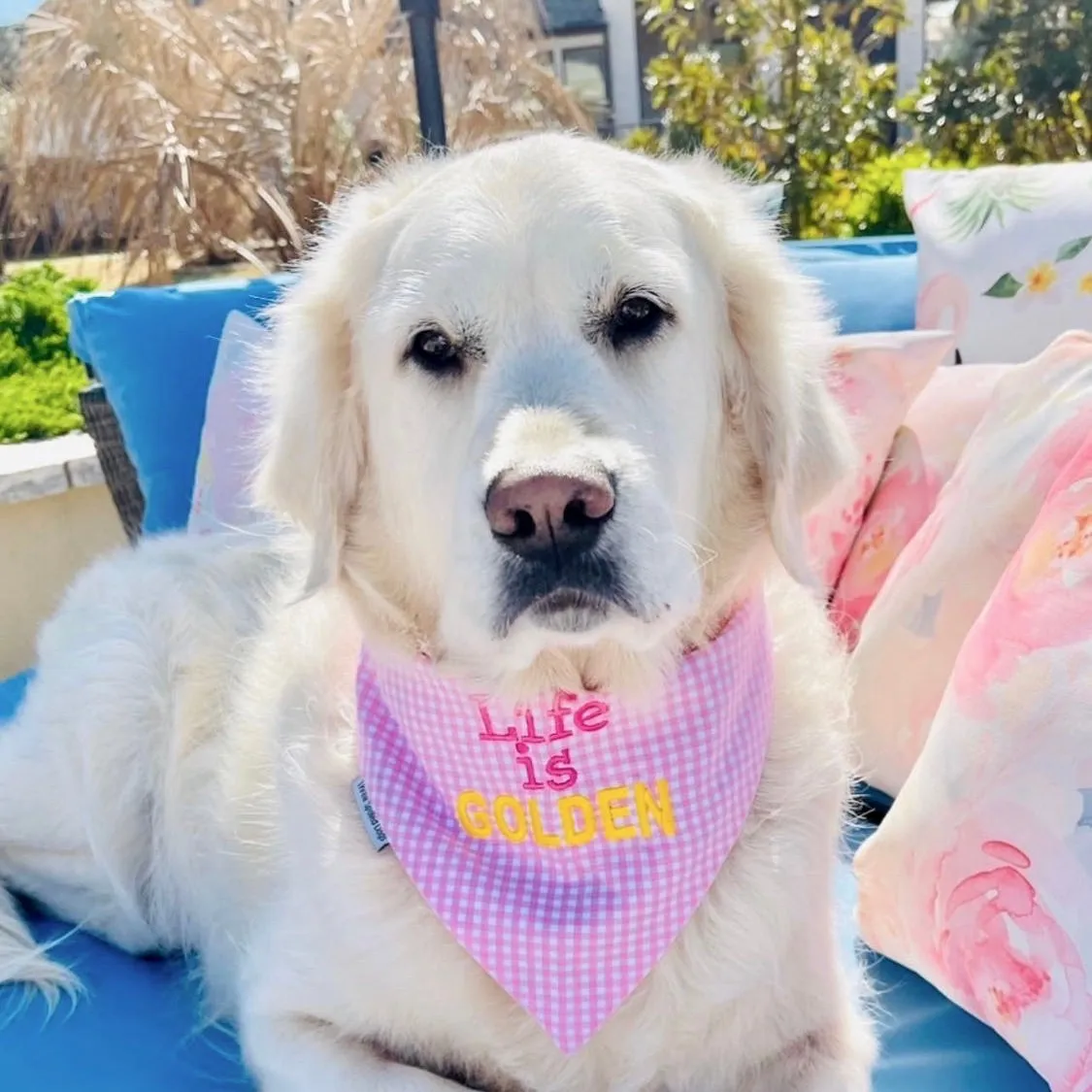 Life is Golden! Dog Bandana